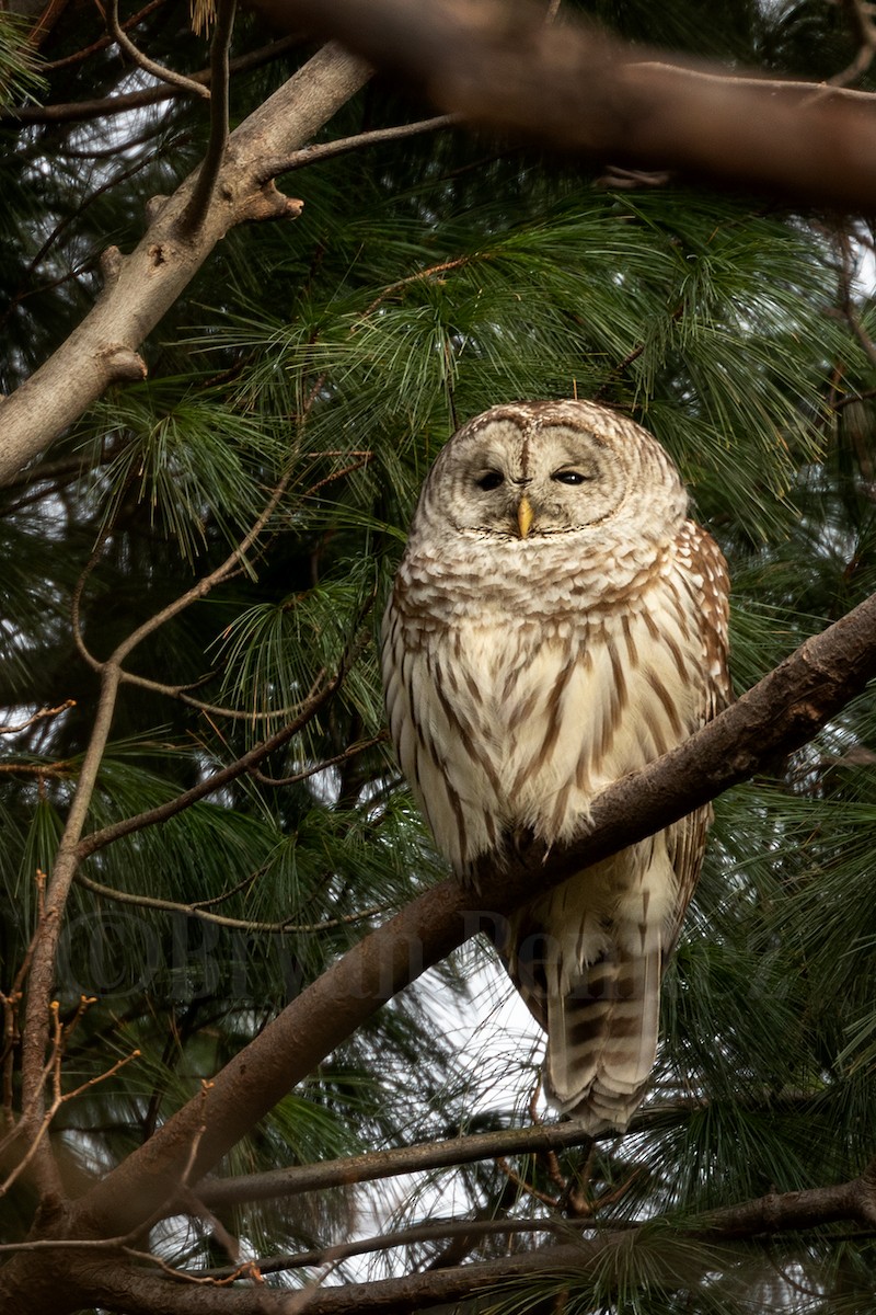 Barred Owl - ML133301431
