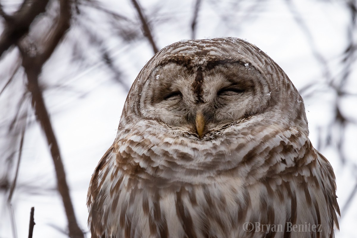Barred Owl - ML133301441