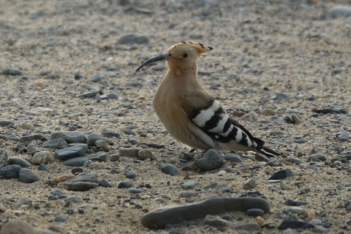 Eurasian Hoopoe (Eurasian) - Daniel König