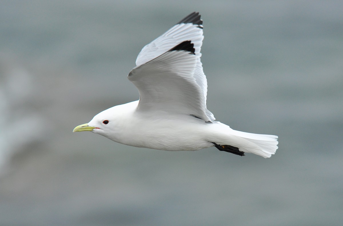 Black-legged Kittiwake - Ryan O'Donnell
