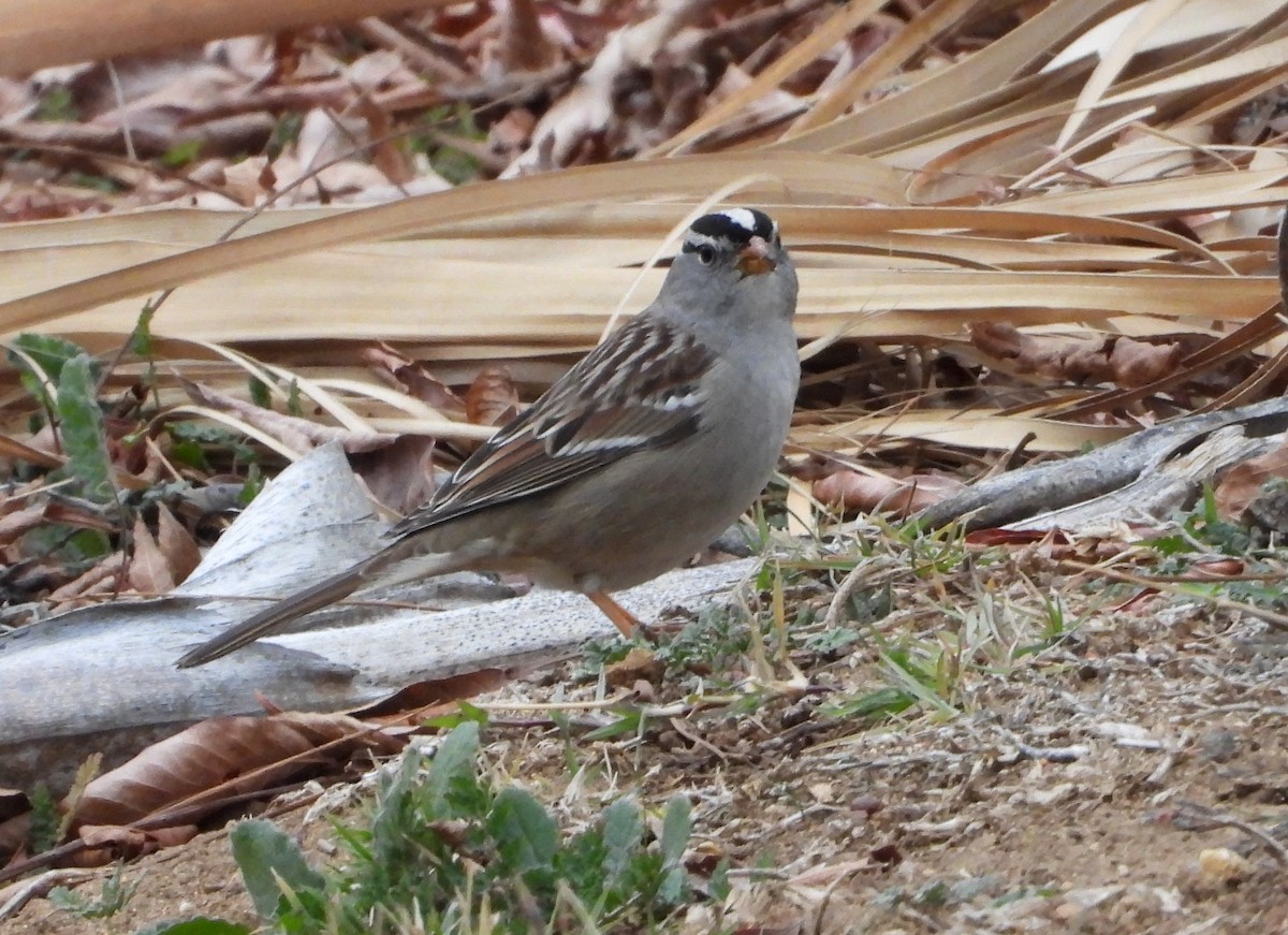 White-crowned Sparrow - ML133303361
