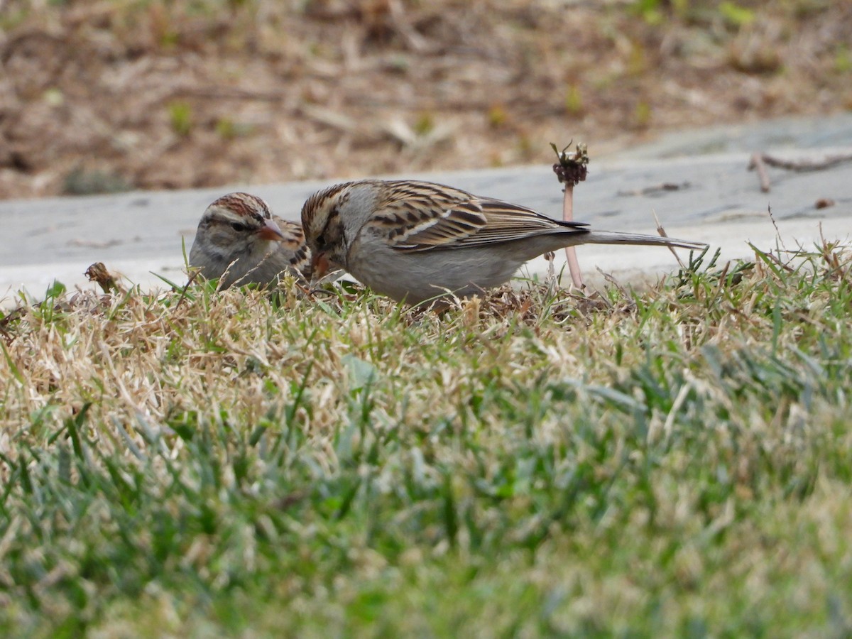 Chipping Sparrow - ML133303711