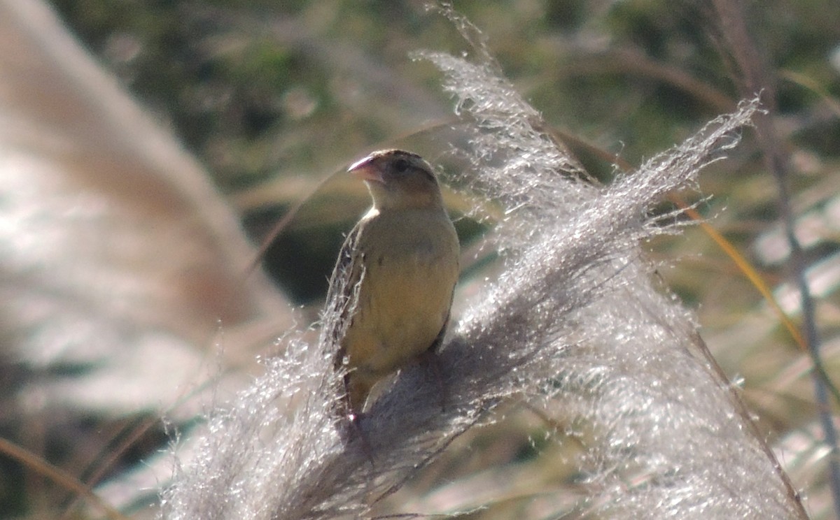 Bobolink - ML133303811