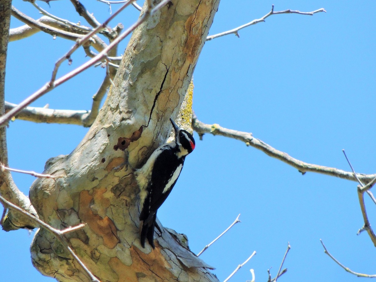 Hairy Woodpecker - Vicki Robinson