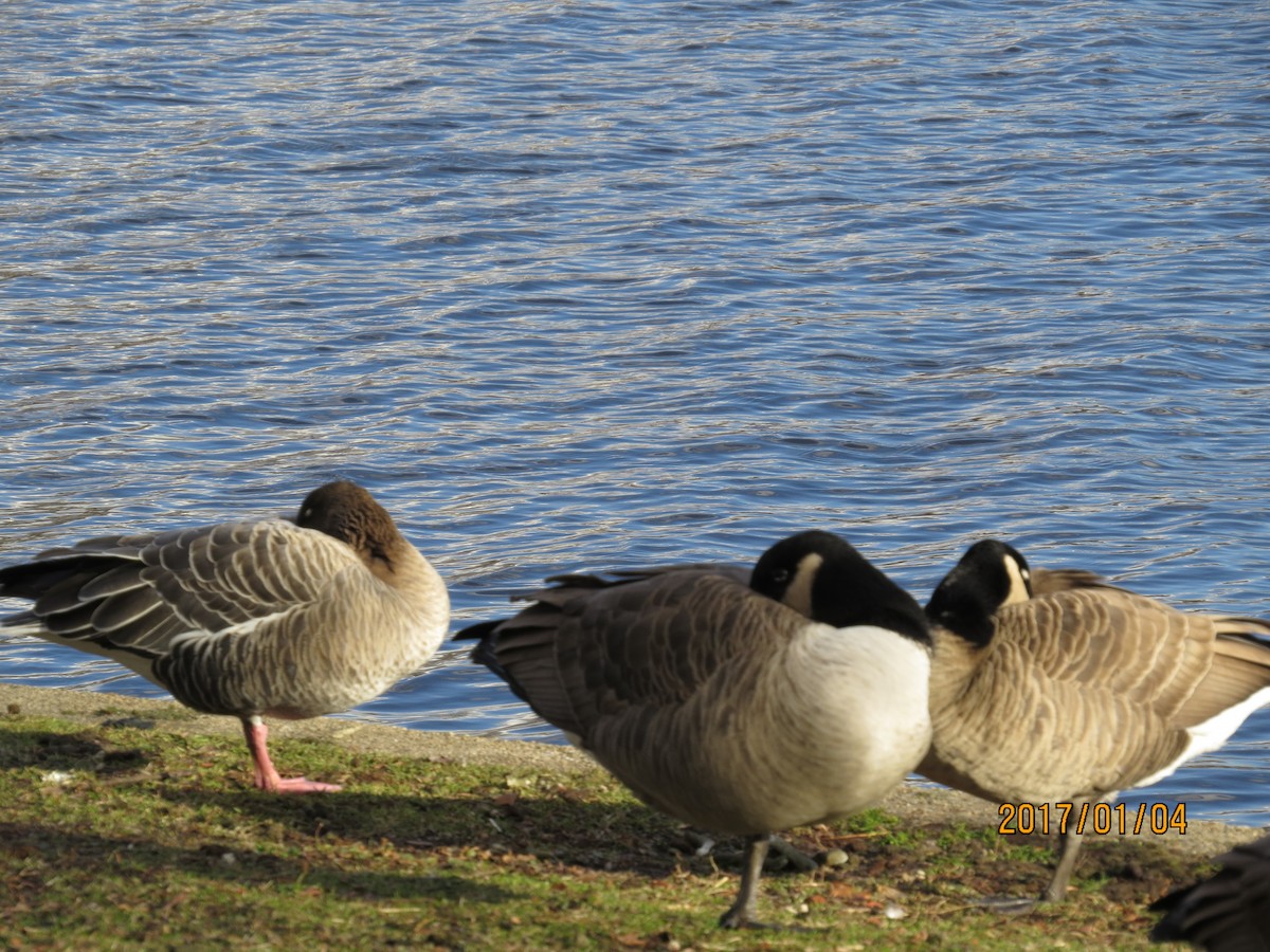 Pink-footed Goose - ML133307671