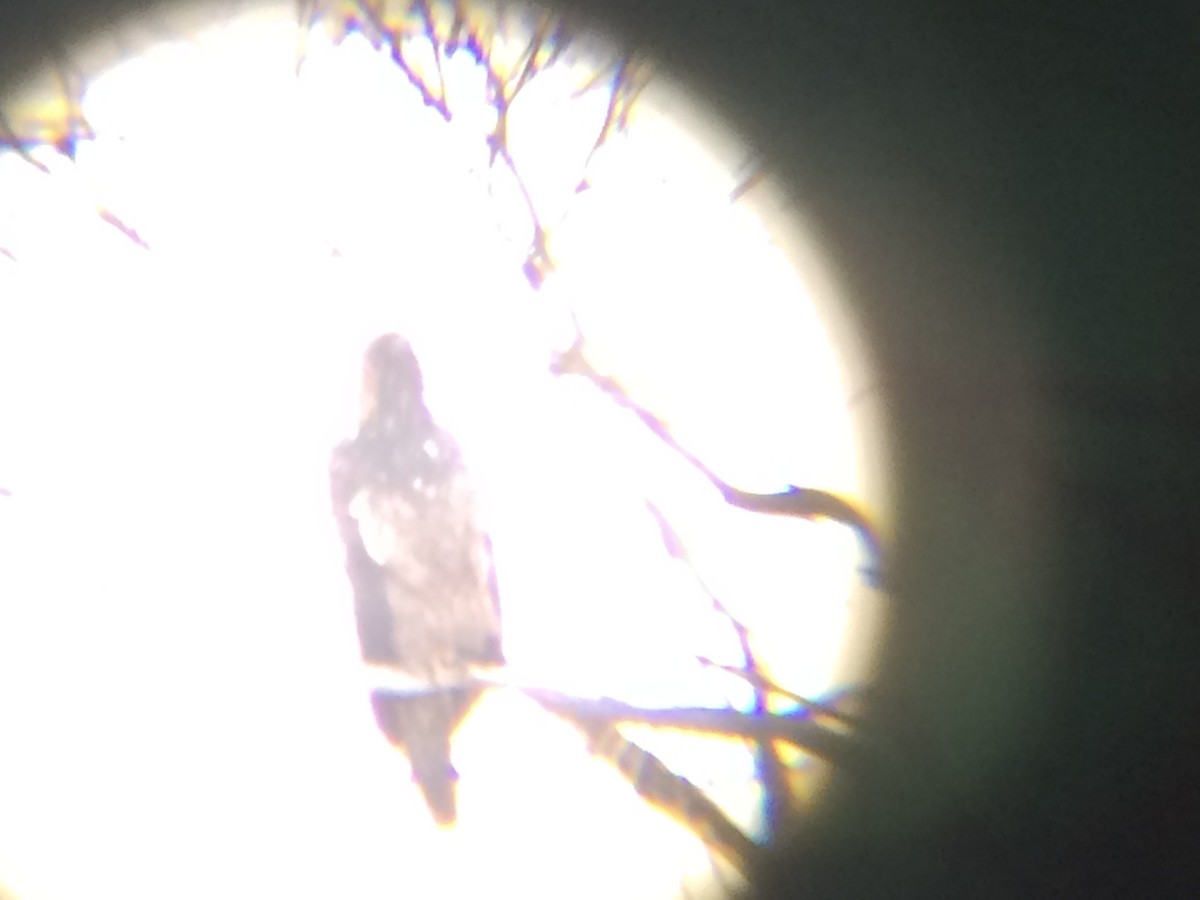 Bald Eagle - ML133308571