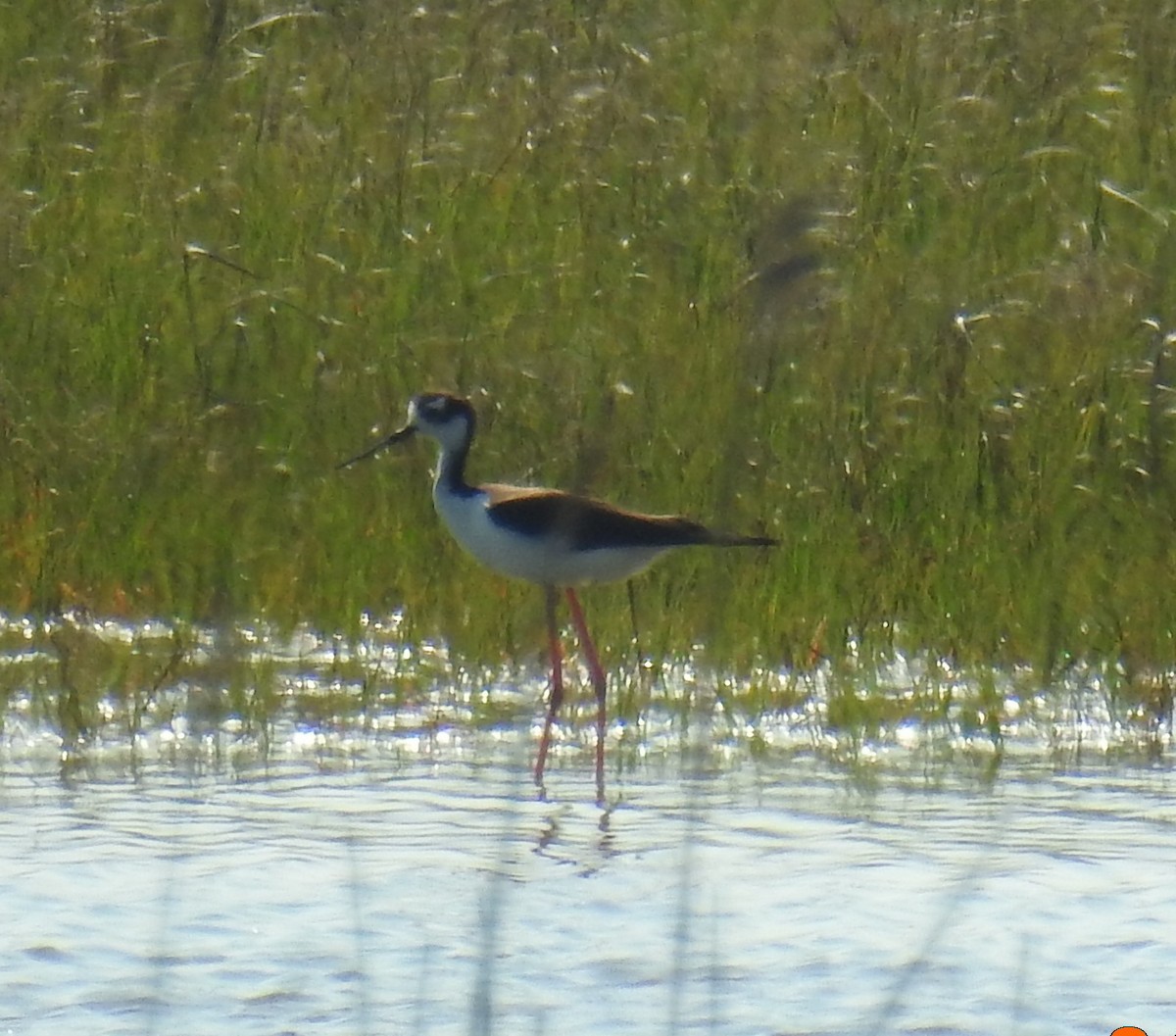 Black-necked Stilt - ML133309961