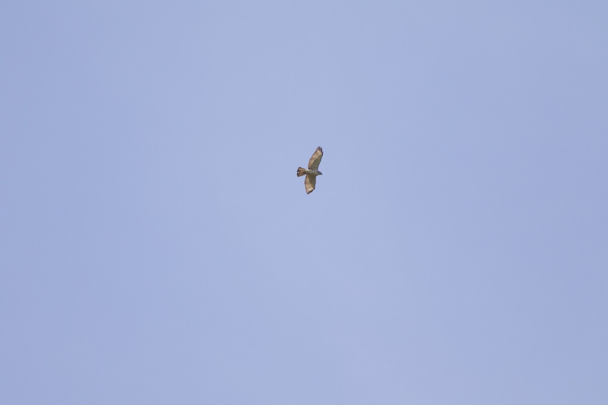 Broad-winged Hawk - ML133310911