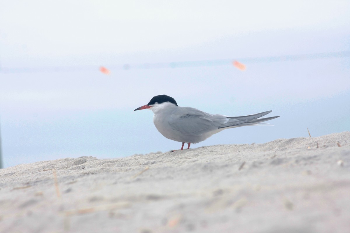 Common Tern - ML133311331