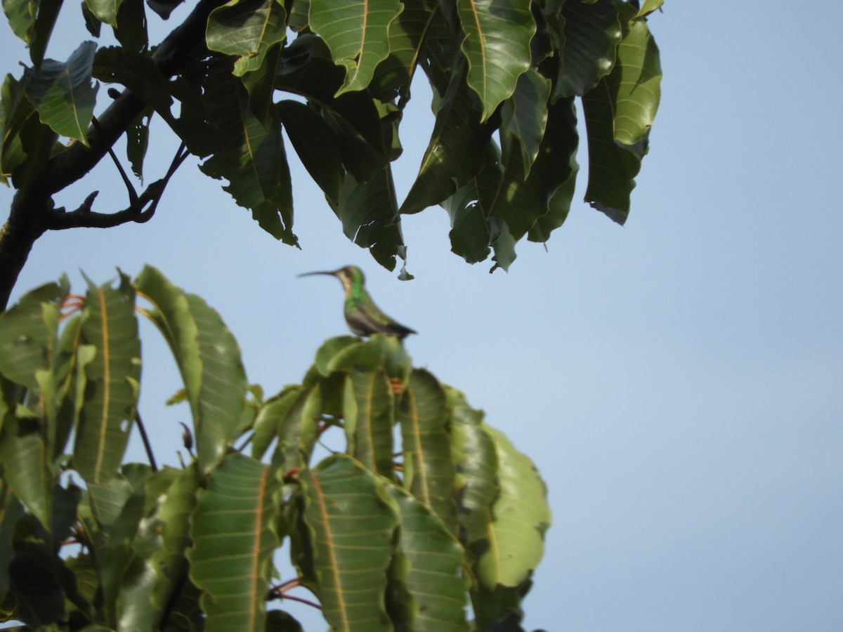 Green-throated Mango - ML133312351