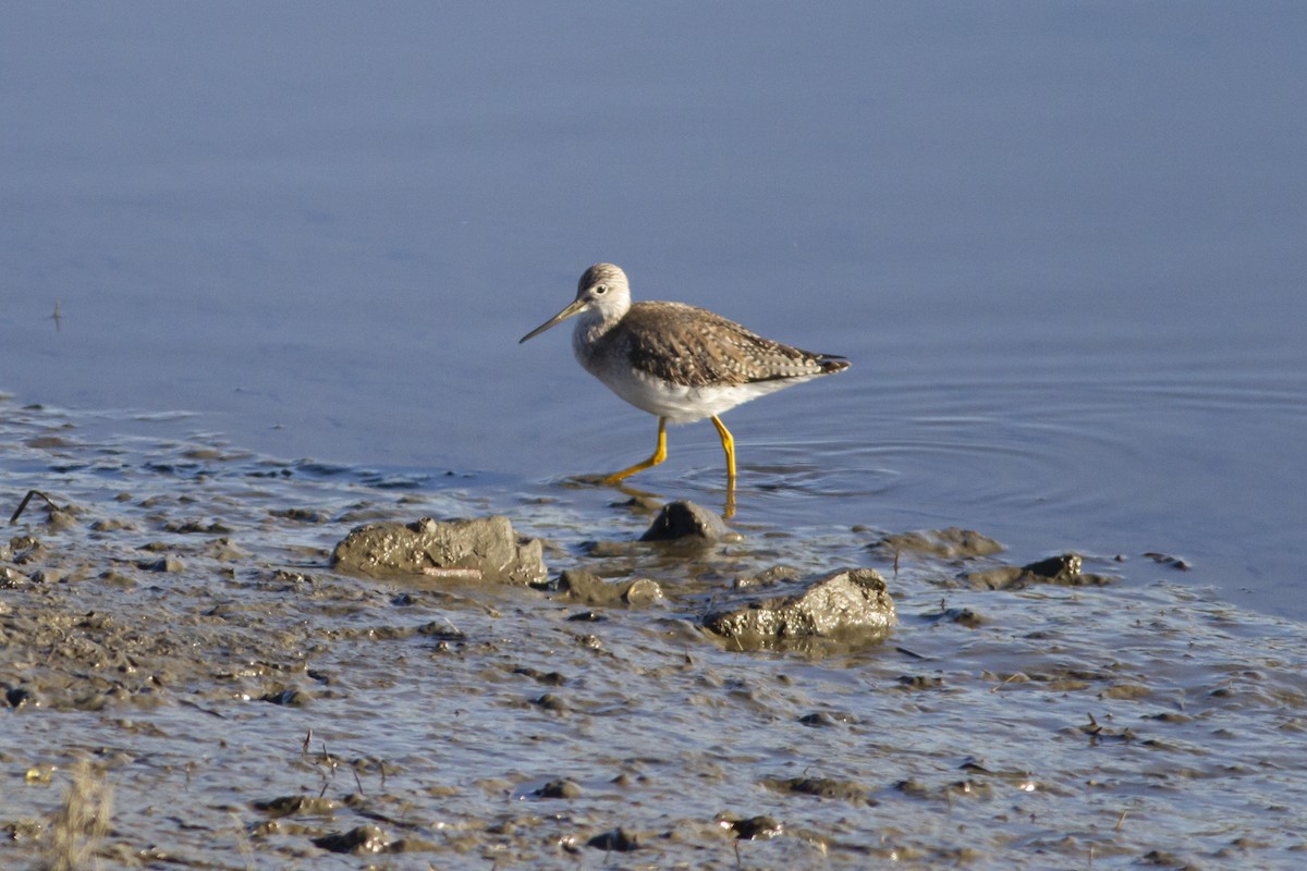 Greater Yellowlegs - Nathan French