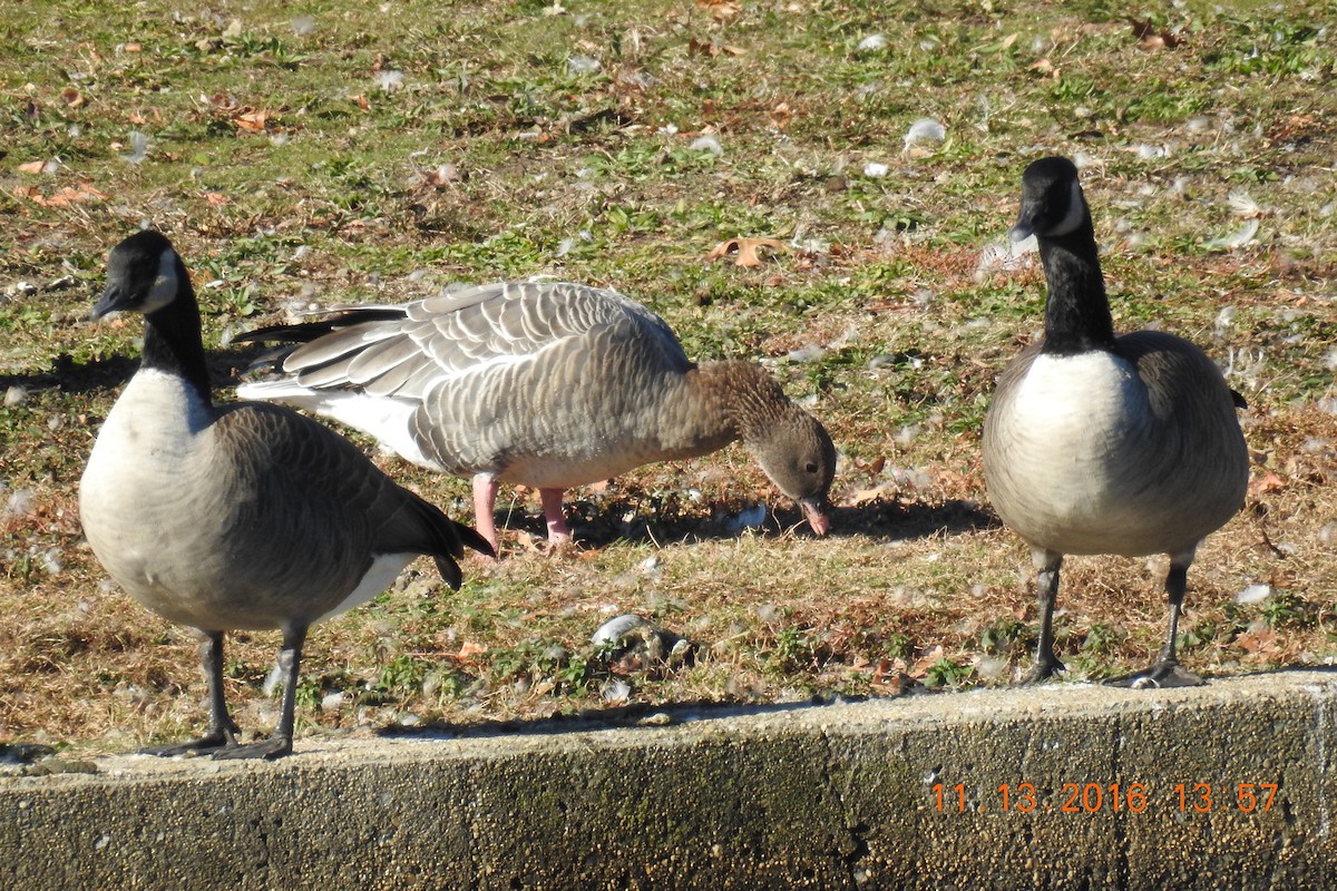 Pink-footed Goose - ML133313251