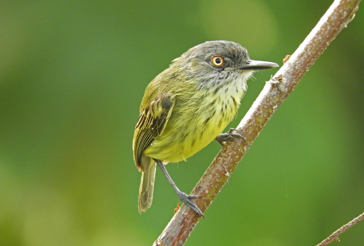 Spotted Tody-Flycatcher - Ray Wershler