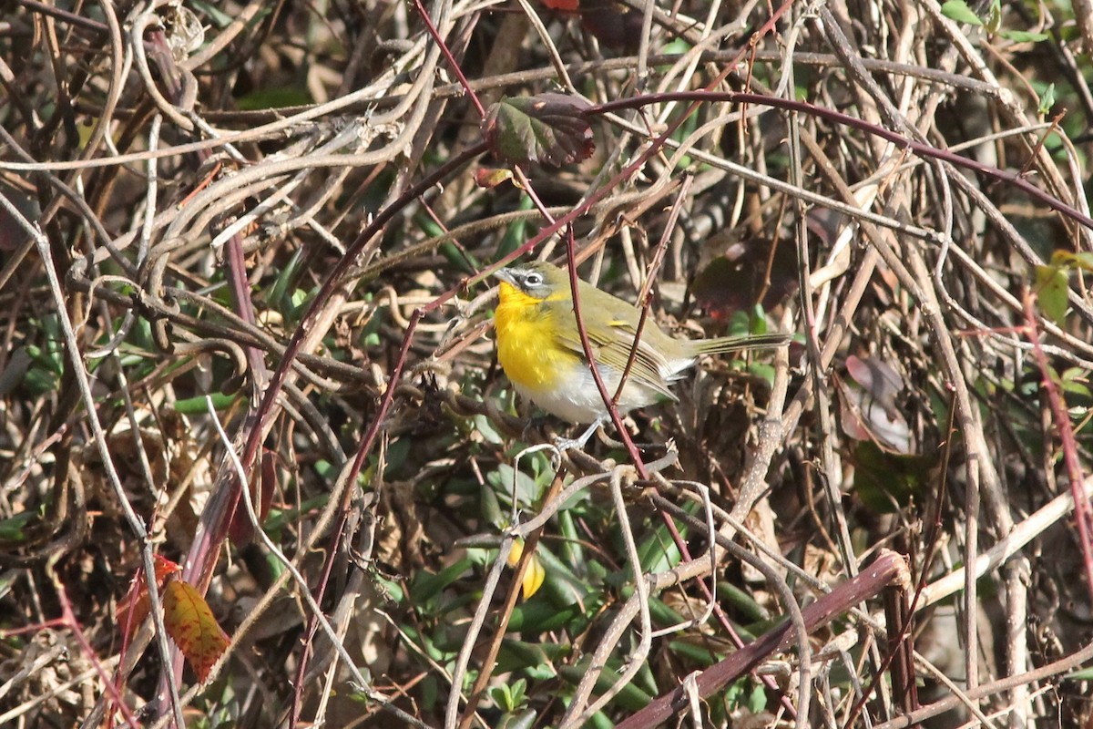 Yellow-breasted Chat - ML133314021