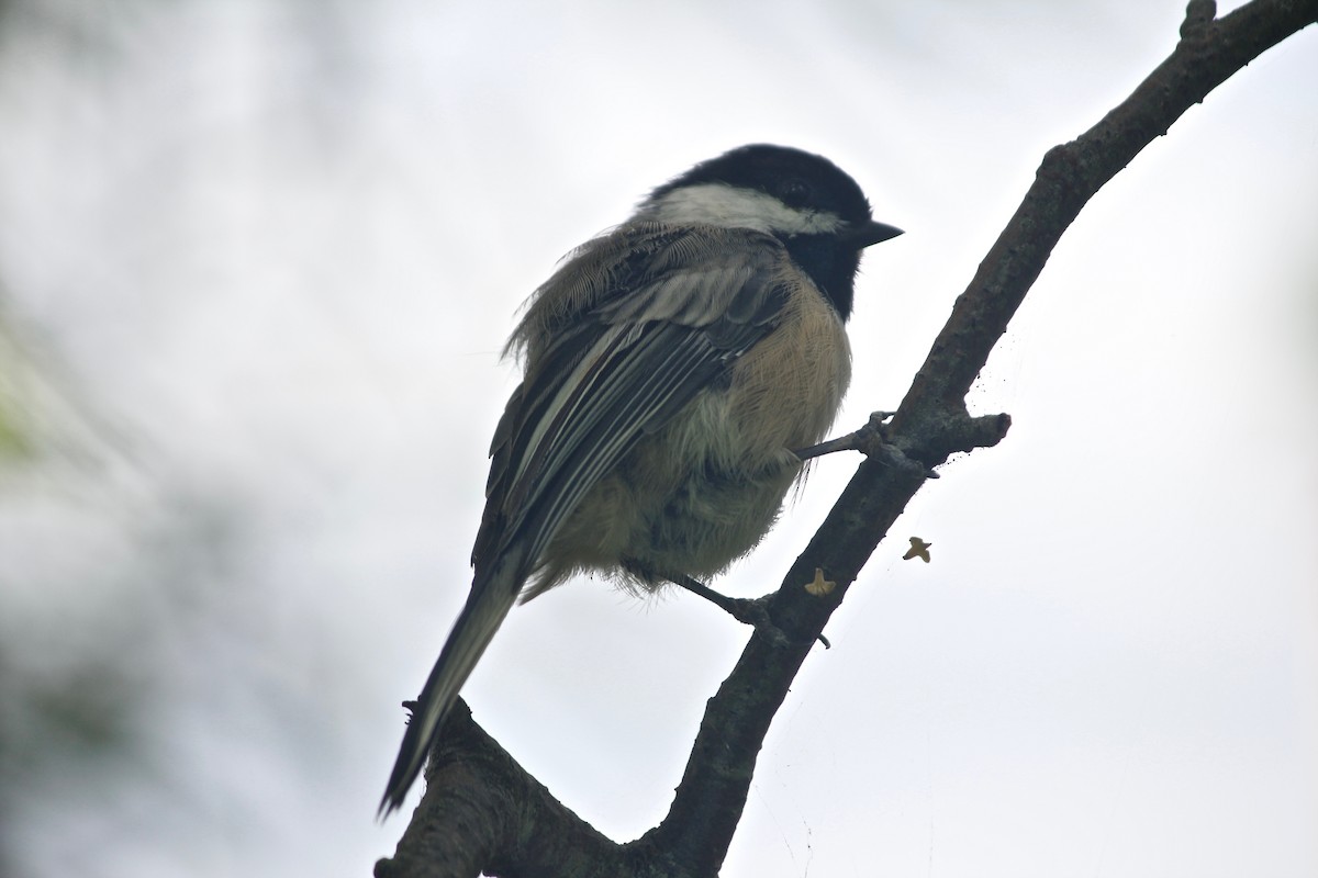 Black-capped Chickadee - ML133315681