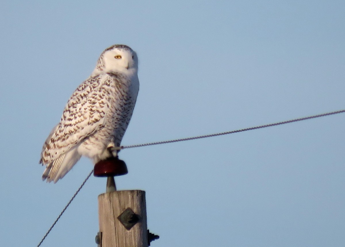 Snowy Owl - ML133317921