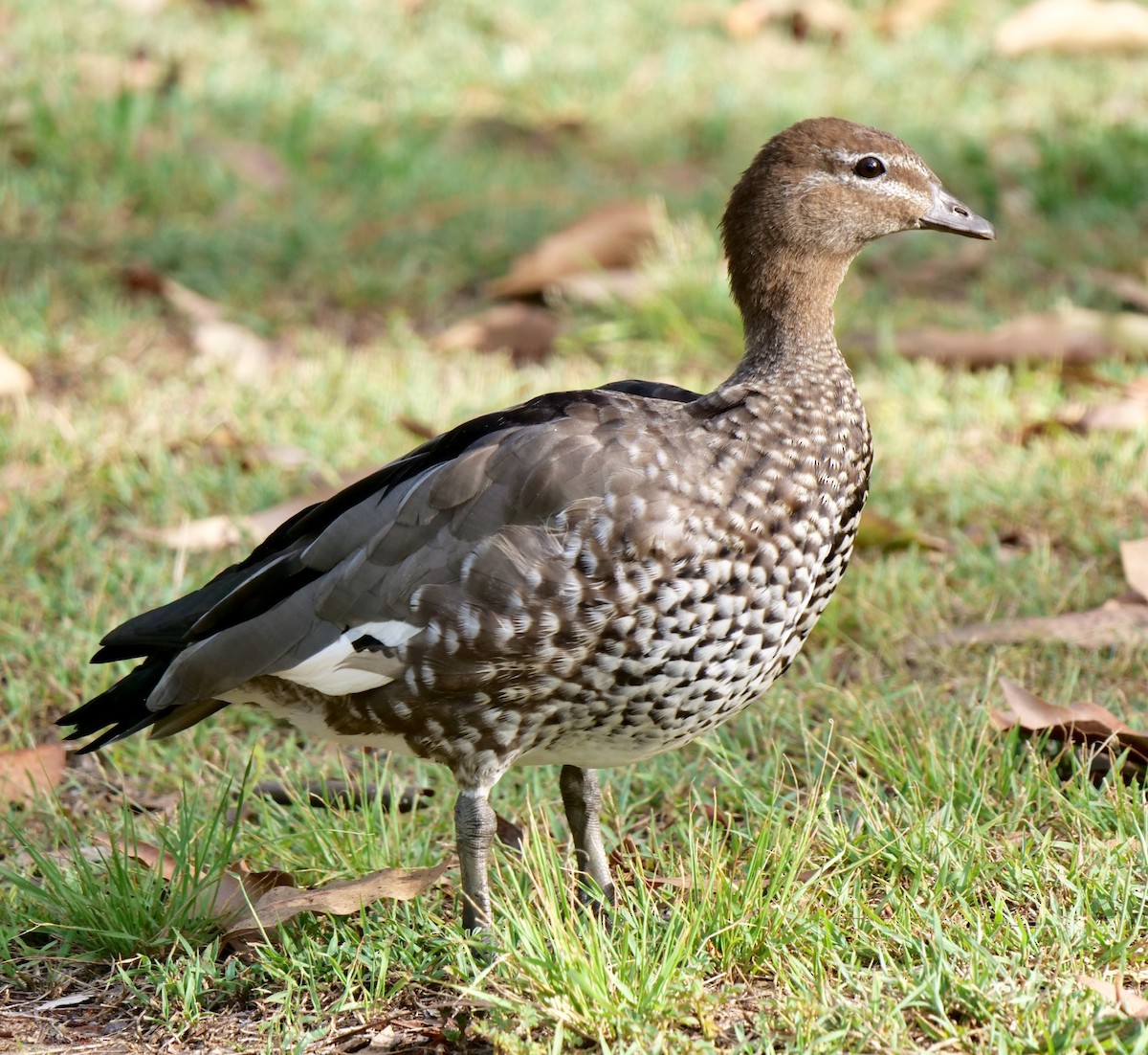 Maned Duck - ML133317941