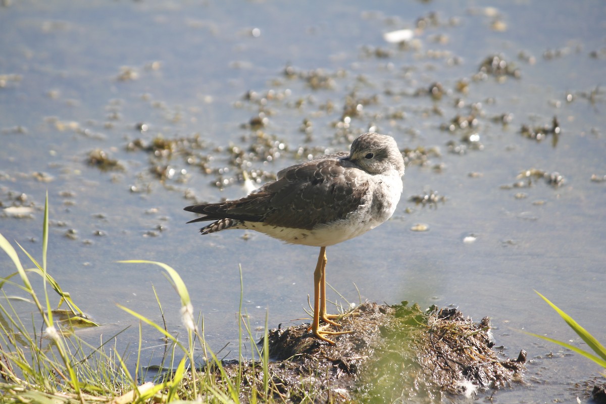 Lesser/Greater Yellowlegs - ML133318821