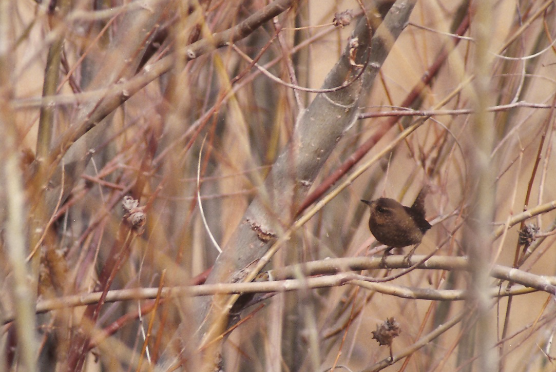 Pacific Wren (pacificus Group) - ML133318971