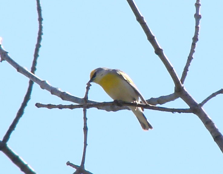 gullvingeparula x blåvingeparula (F1 hybrid) - ML133320641