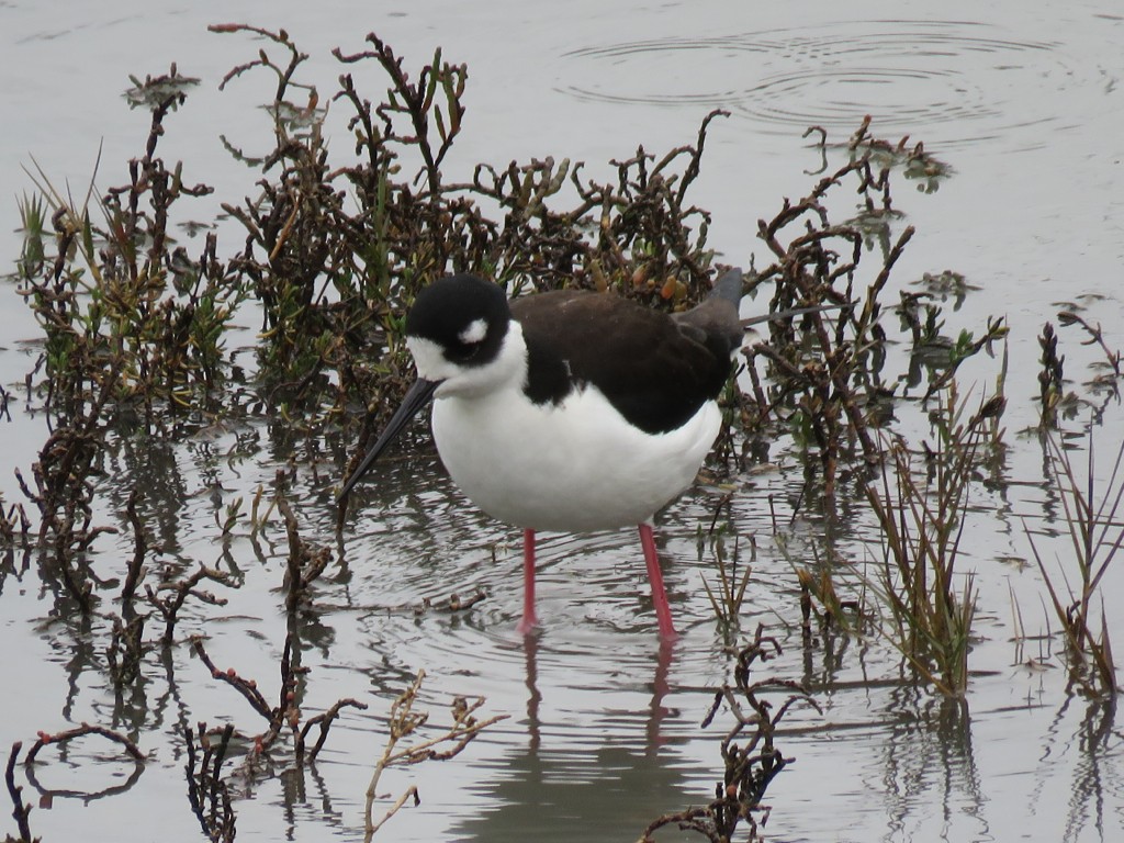 Black-necked Stilt - ML133322031