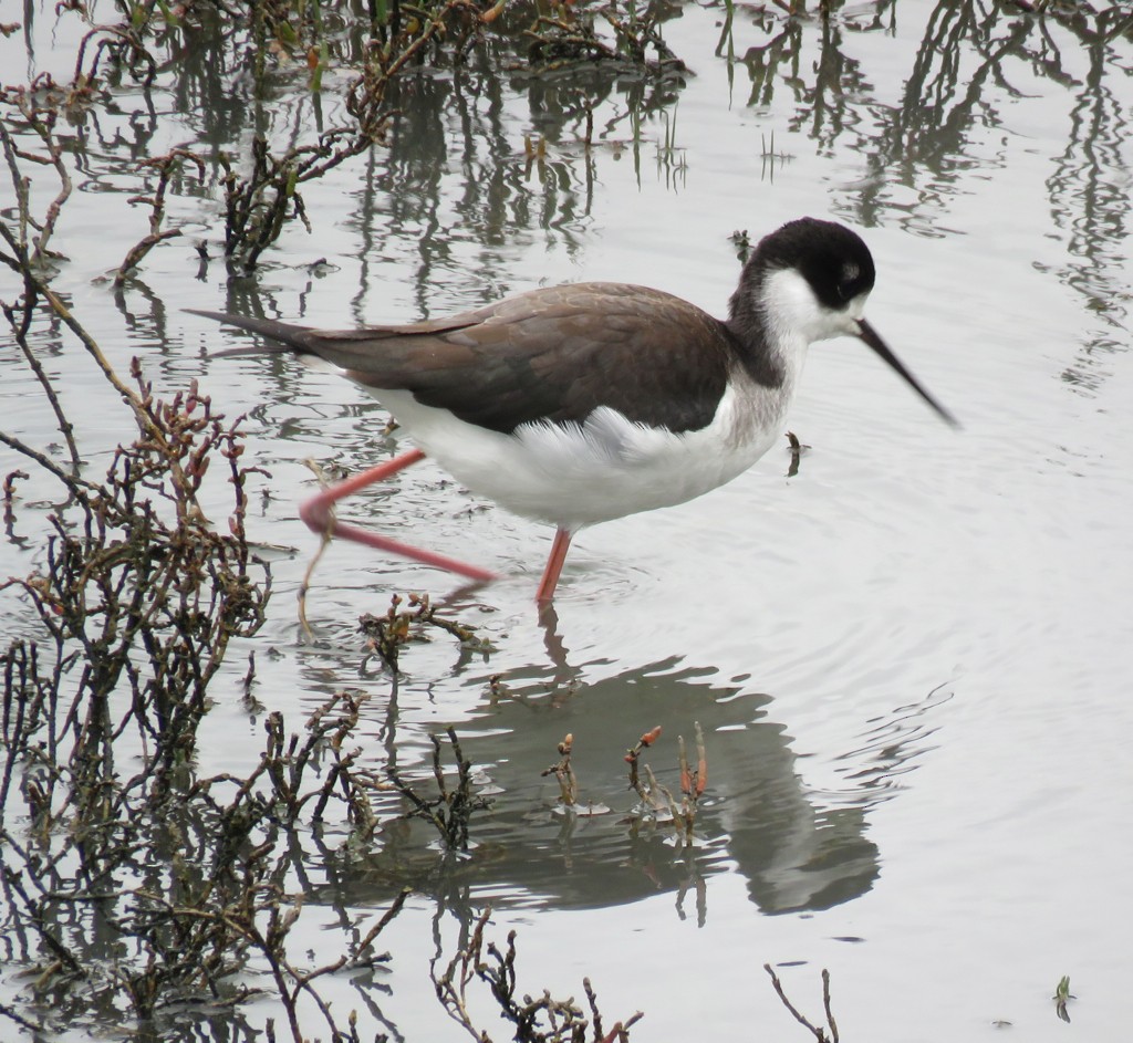 Black-necked Stilt - ML133322041