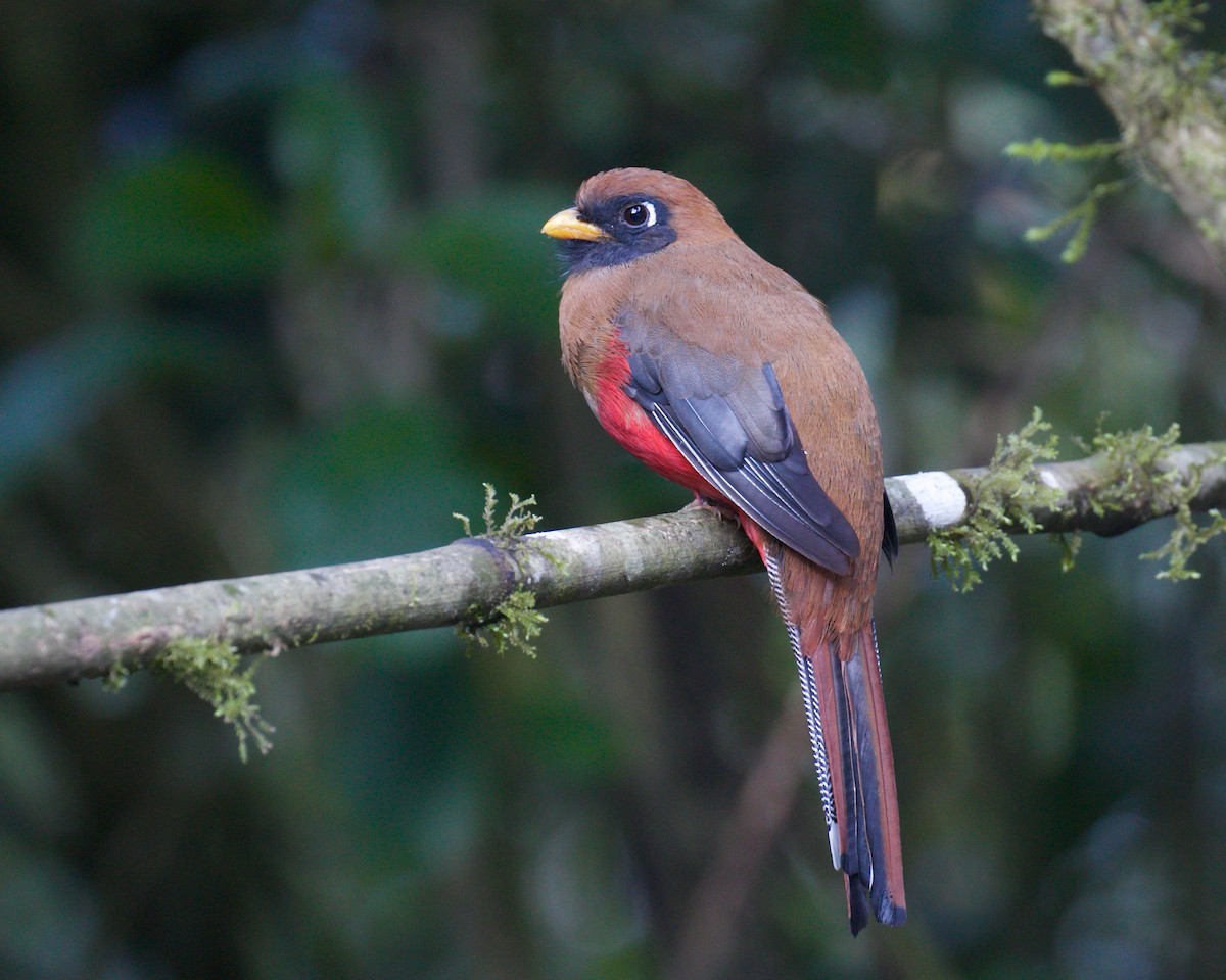 Masked Trogon - ML133323291