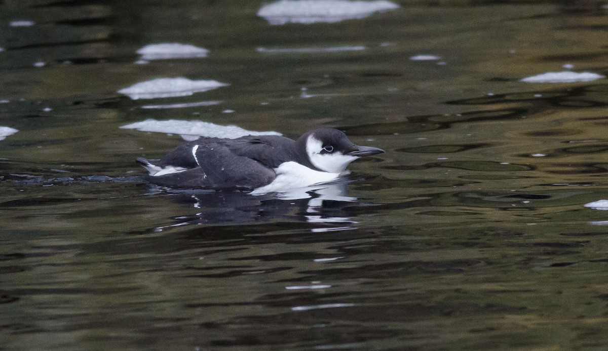 Common Murre - ML133323301