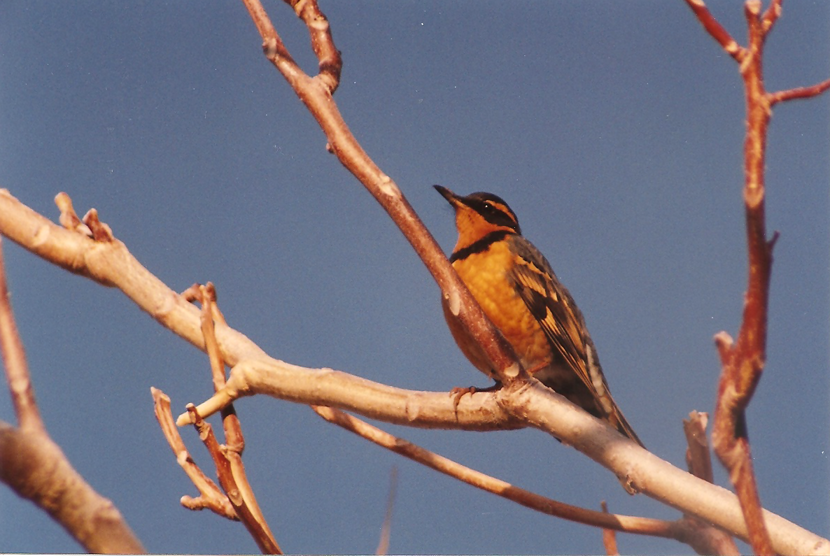 Varied Thrush - ML133324661