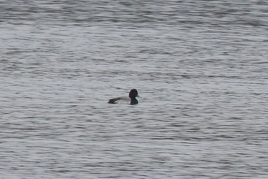 Lesser Scaup - ML133325971