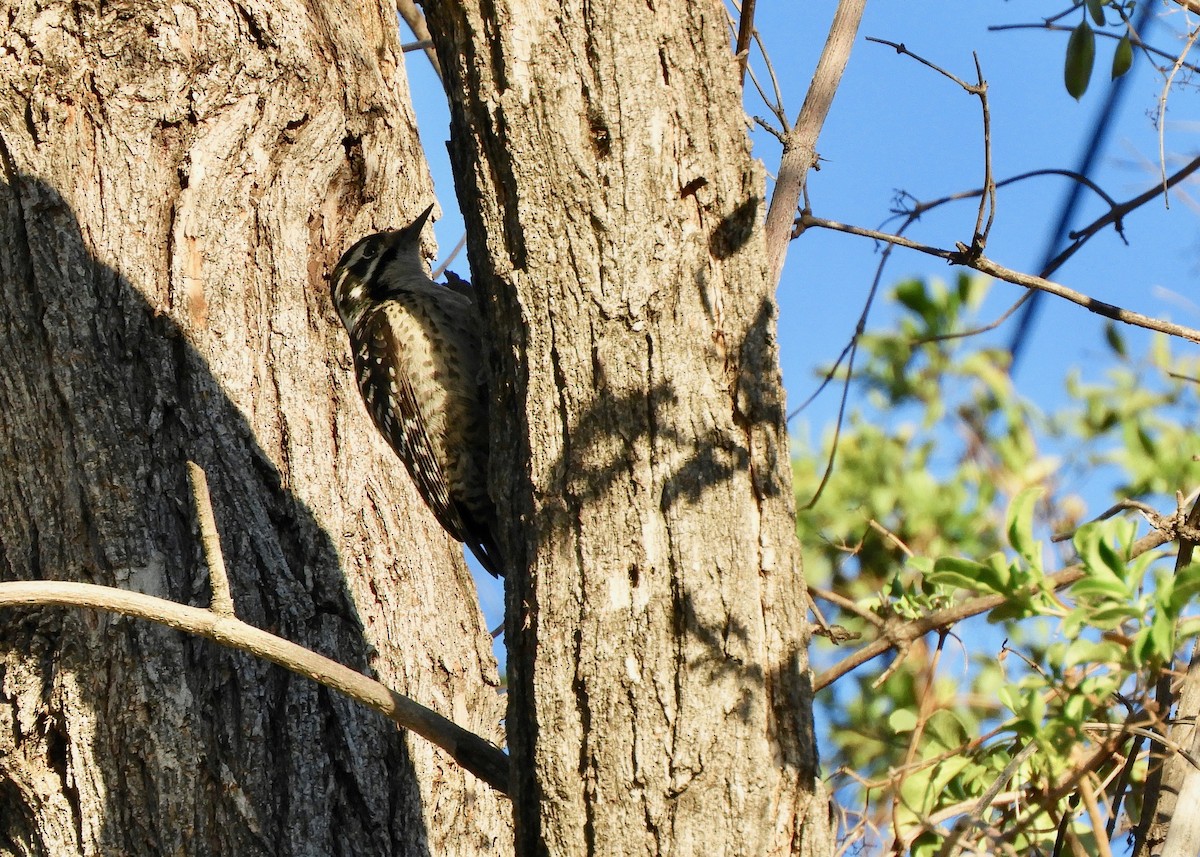 Nuttall's Woodpecker - ML133326771