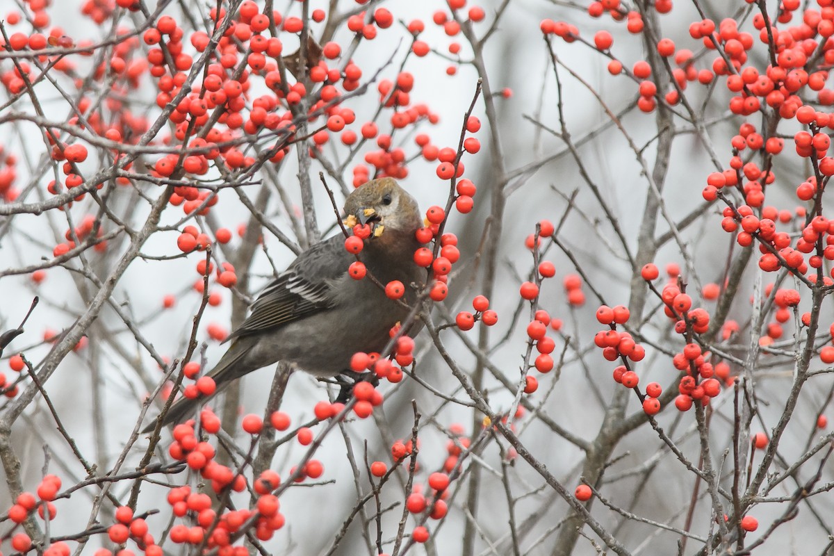 Pine Grosbeak - ML133329501