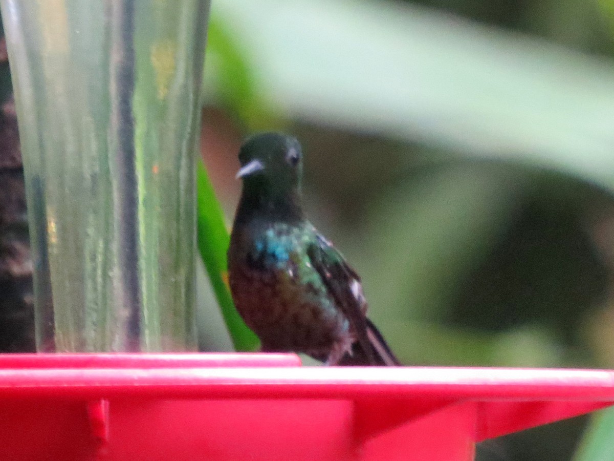 kolibřík trnoocasý - ML133329861