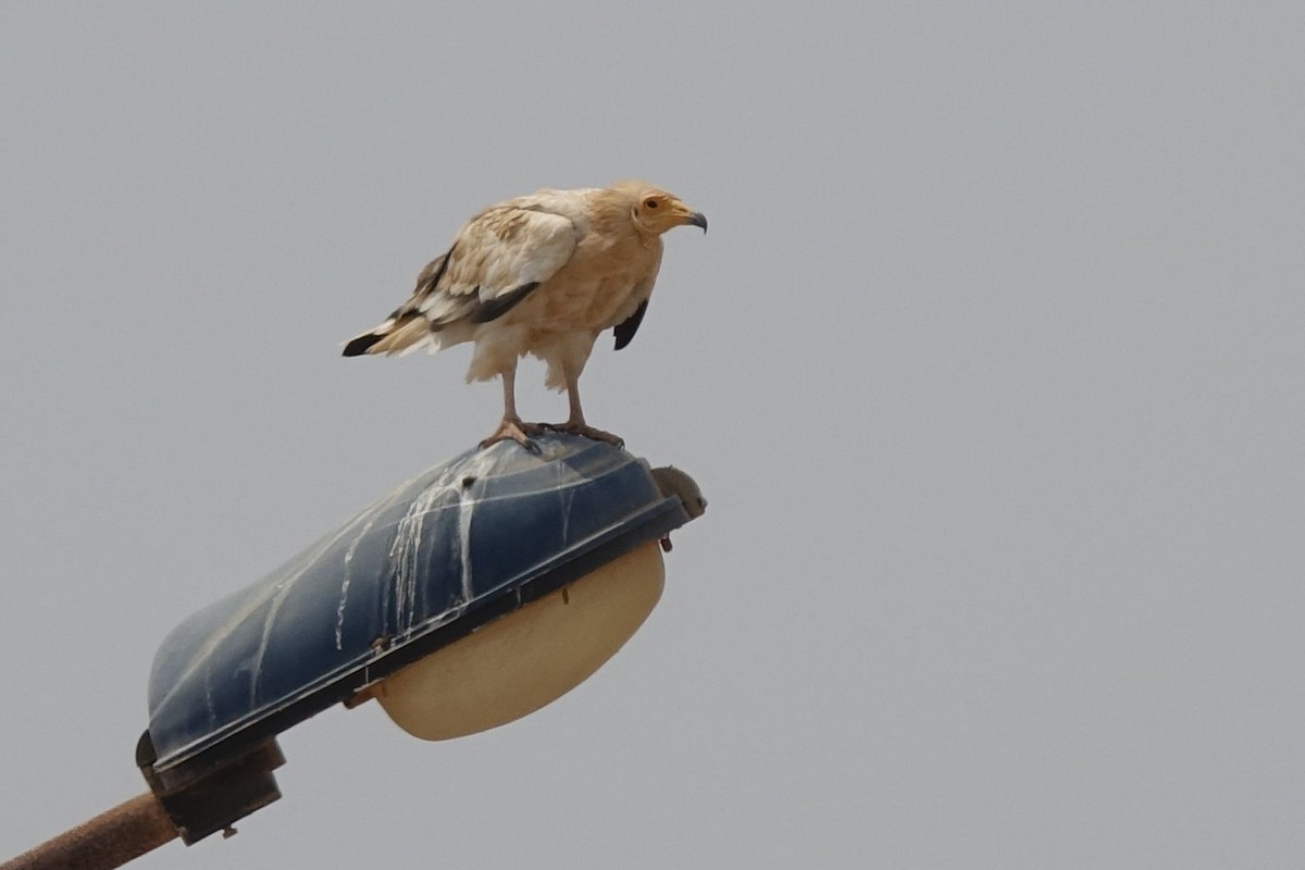 Egyptian Vulture - Daniel König