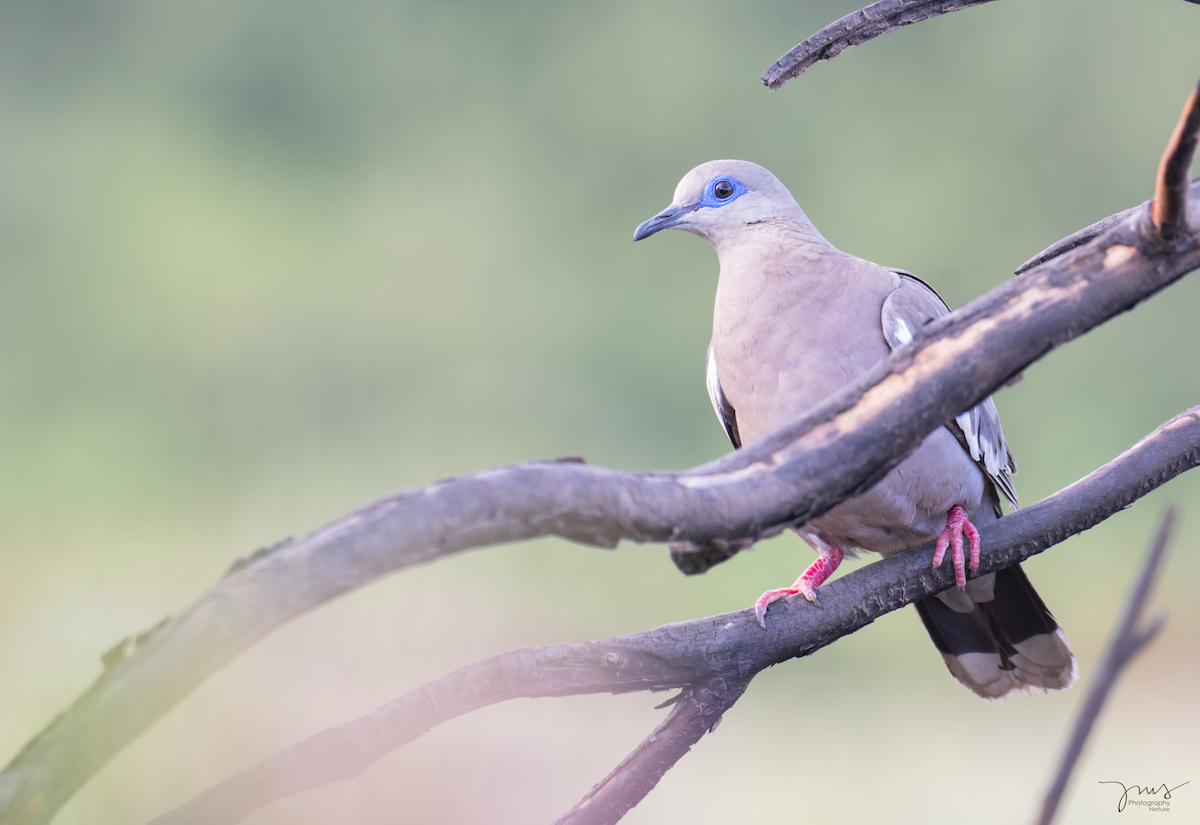 West Peruvian Dove - ML133334561