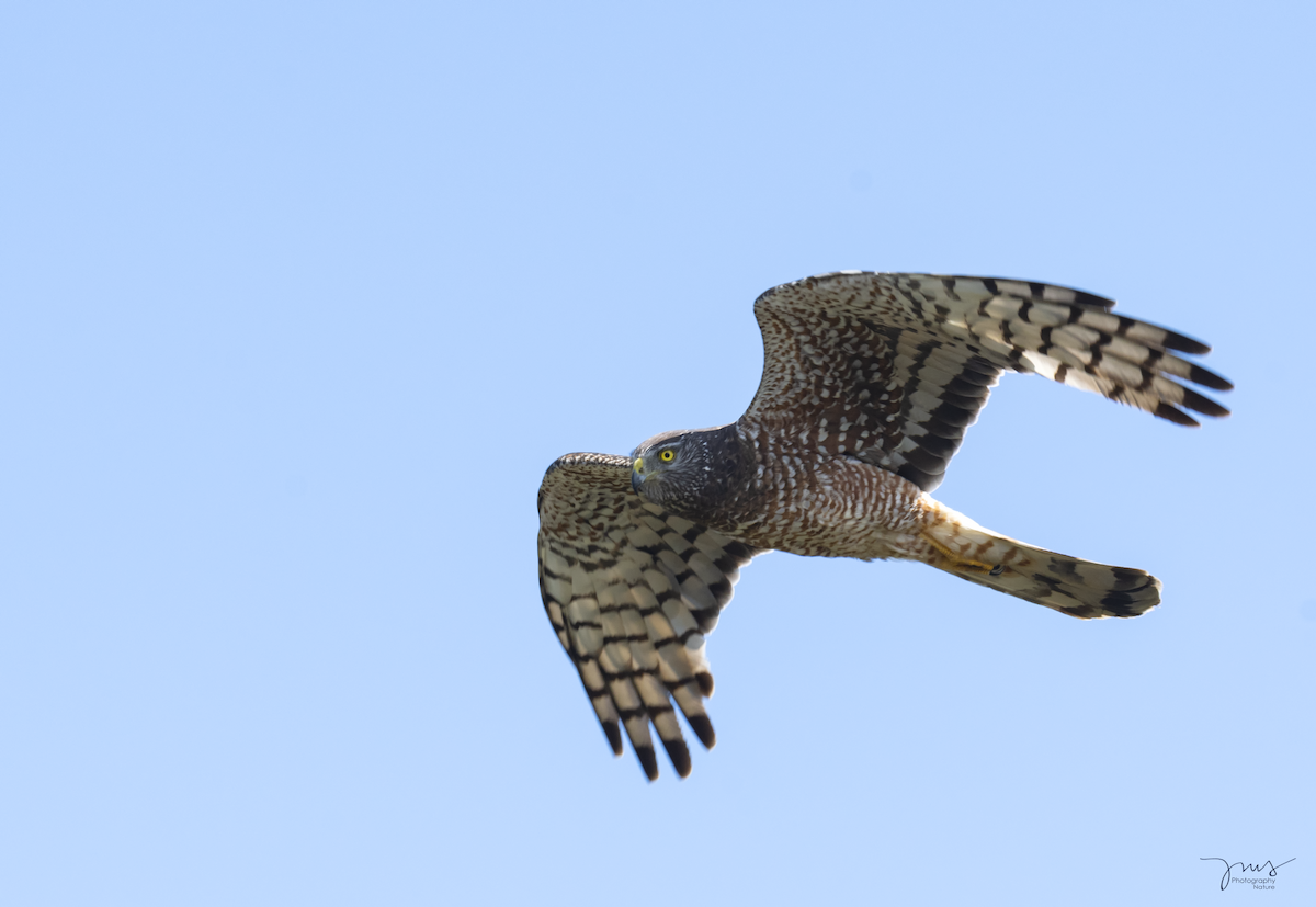 Cinereous Harrier - ML133335201