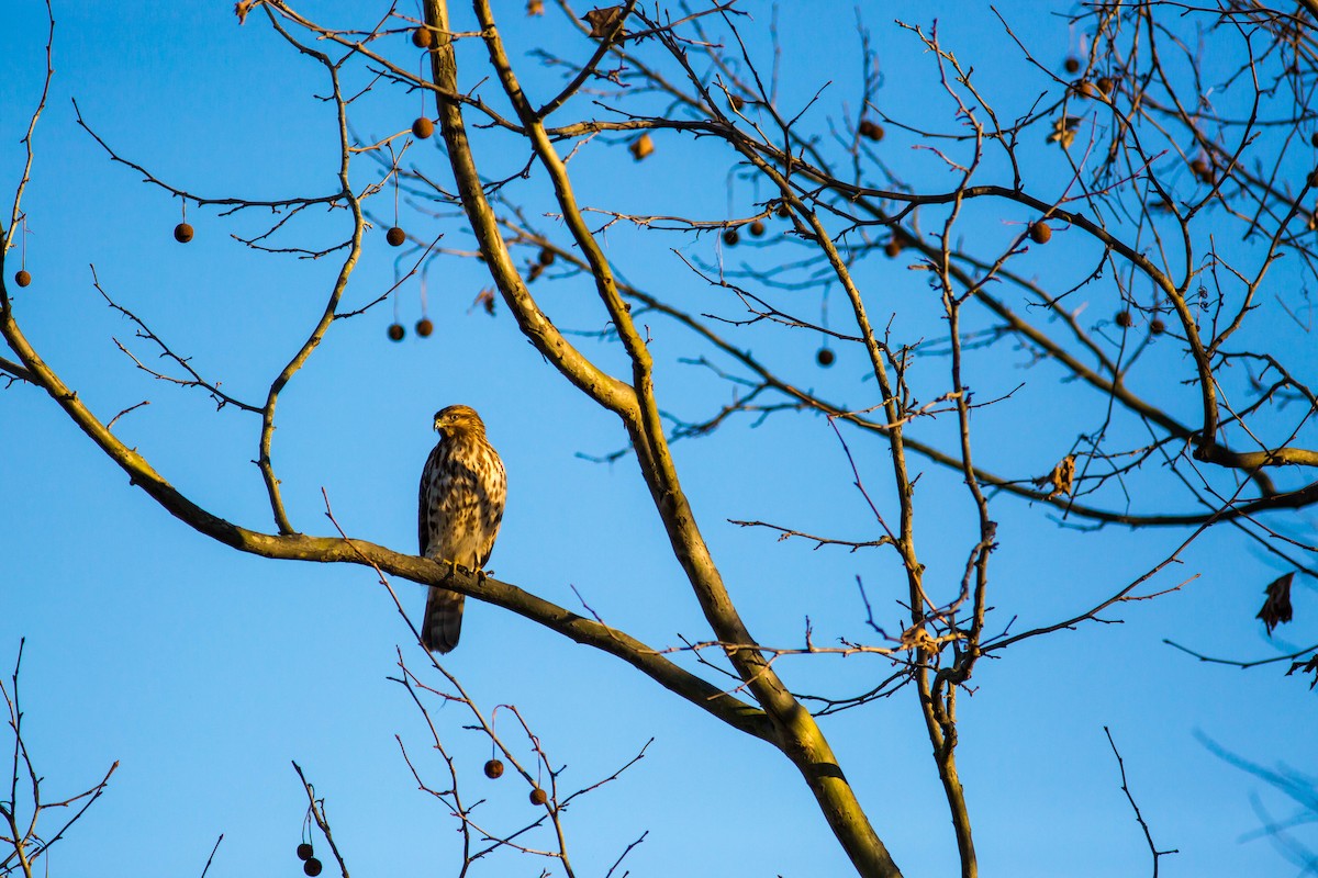 Red-shouldered Hawk - Melissa McMasters