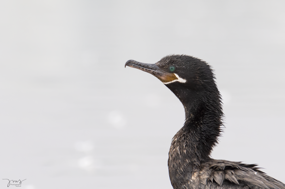 Neotropic Cormorant - ML133336281