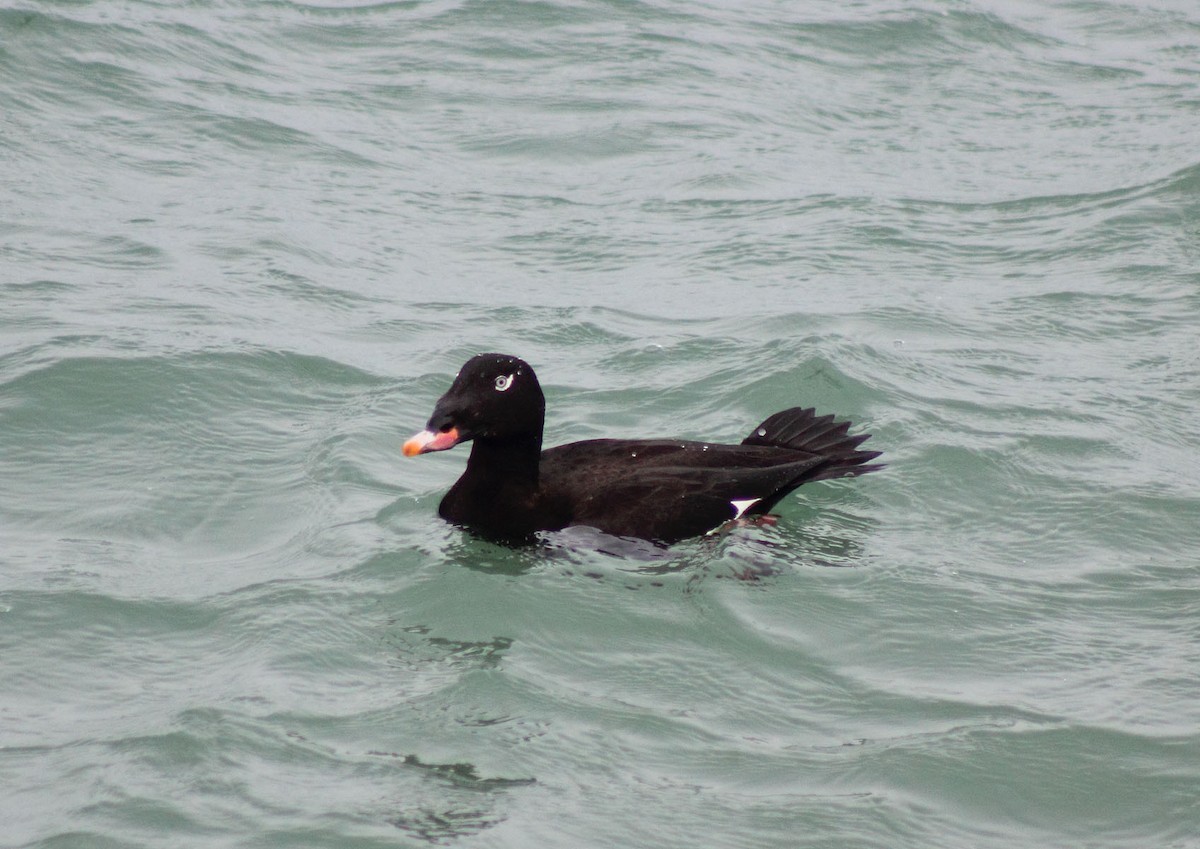 White-winged Scoter - Alyssa Nees