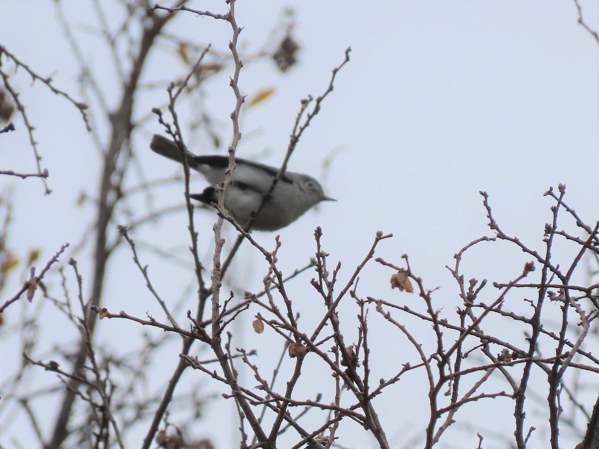 Blue-gray Gnatcatcher - ML133336621