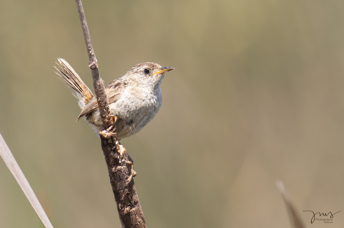 Grass Wren - ML133336891