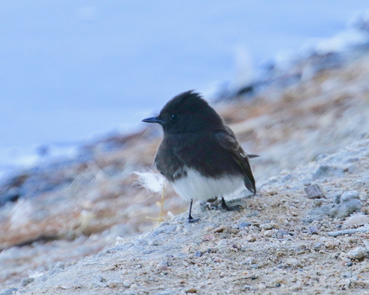 Black Phoebe - ML133338031