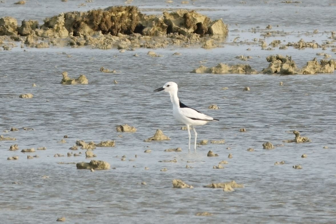 Crab-Plover - Daniel König