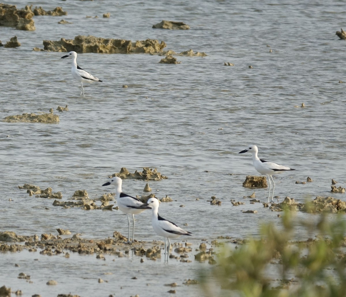 Crab-Plover - Daniel König