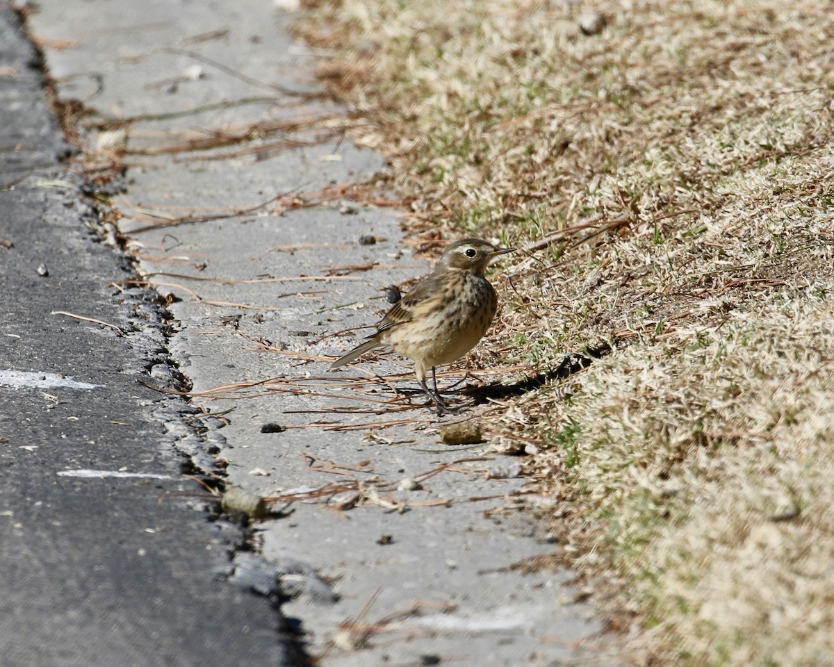 American Pipit - Mickey Dyke