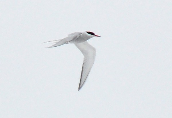 Arctic Tern - Ryan O'Donnell