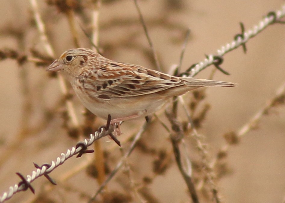 Grasshopper Sparrow - Debby Parker