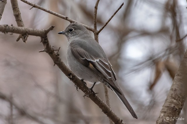 Townsend's Solitaire - Terry Crabe