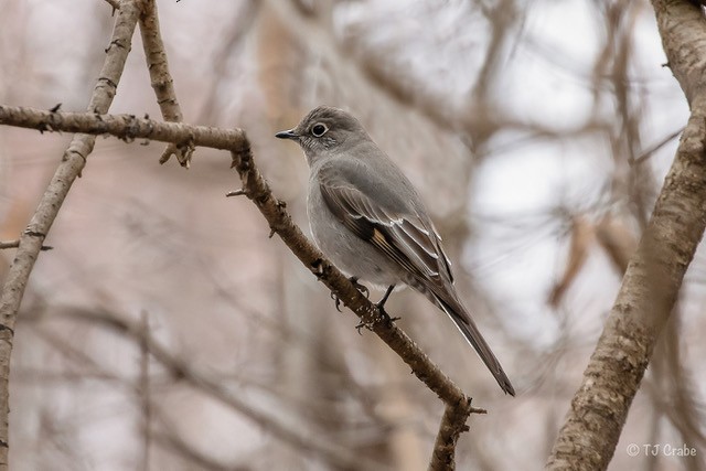 Townsend's Solitaire - Terry Crabe