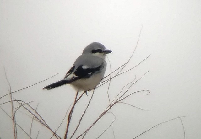 Northern Shrike - ML133345211